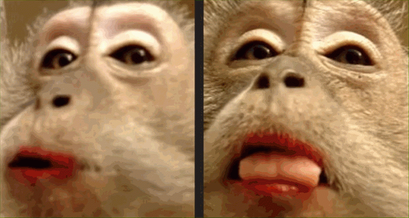 Важная обезьяна. Мартышка с косметикой. Обезьянка с накрашенными губами. Важная мартышка.